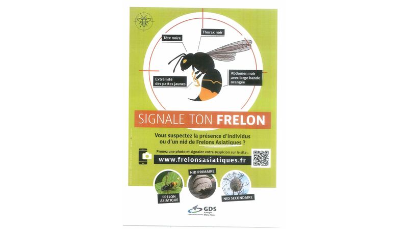 Signale ton frelon
